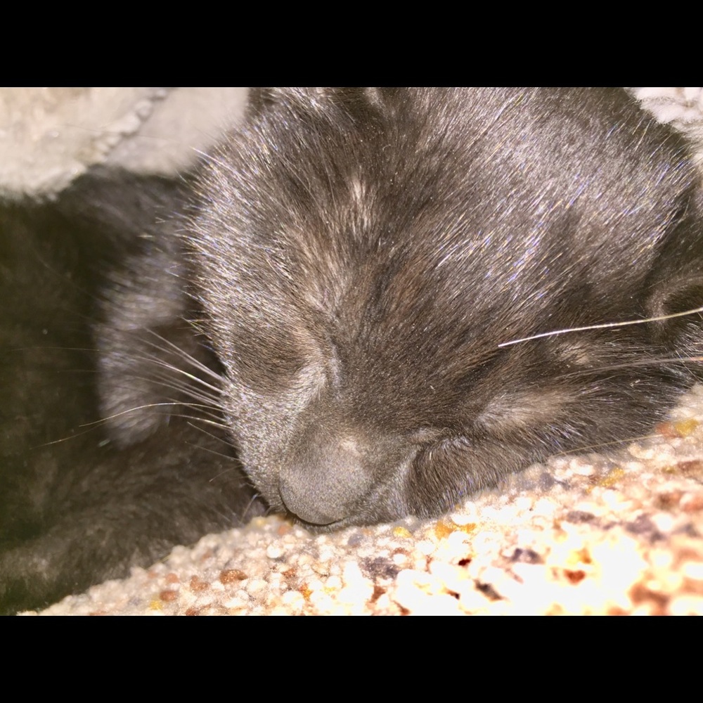 Meet your Posher, Ava